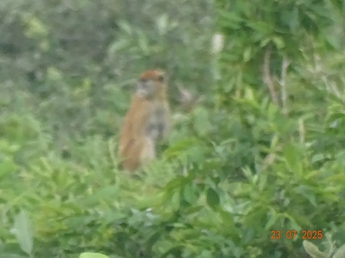 Western Patas Monkey