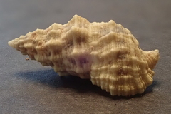 Cerithium echinatum