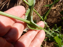 Lactuca ludoviciana