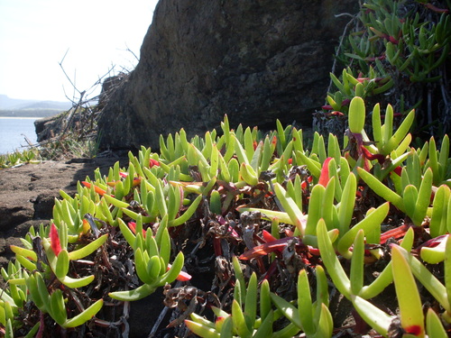 Angular sea-fig (Carpobrotus glaucescens)