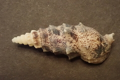 Pseudovertagus aluco