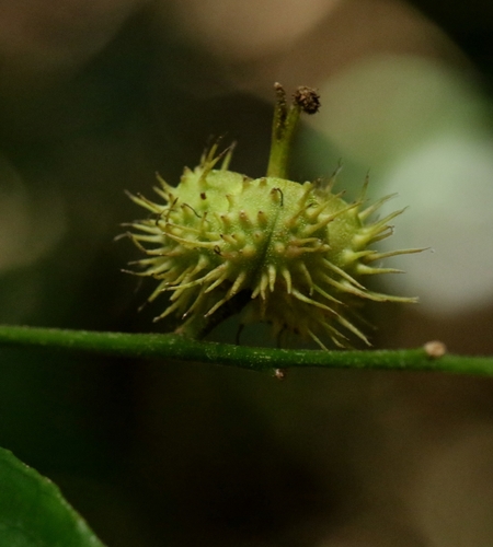 Mallotus peltatus observed 2025-07-23
