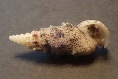 Pseudovertagus aluco