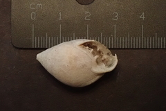 Pythia