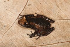 Pristimantis luteolateralis