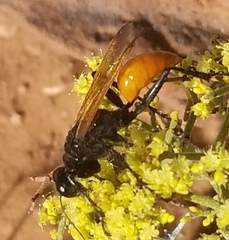 Palmodes praestans