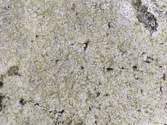 Trapelia placodioides