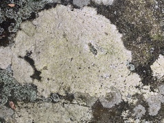 Trapelia placodioides