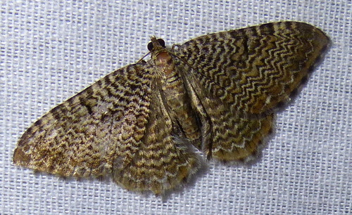 Scallop Shell Moths