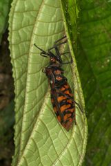 Spartocera pantomima