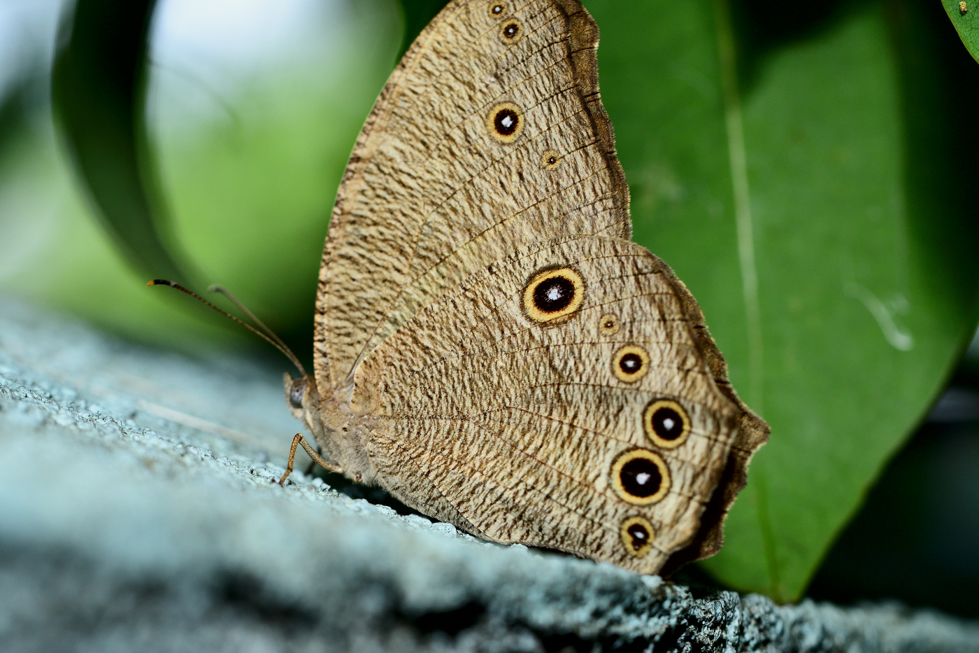 Common Evening Brown