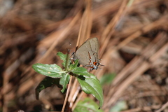 Electrostrymon guzanta