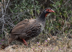 Pternistis afer castaneiventer
