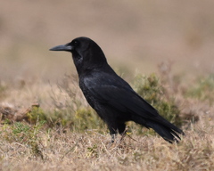 Corvus capensis capensis