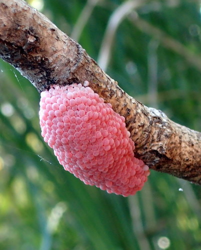 Island Apple Snail