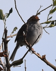 Cisticola fulvicapilla fulvicapilla
