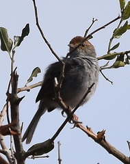 Cisticola fulvicapilla fulvicapilla