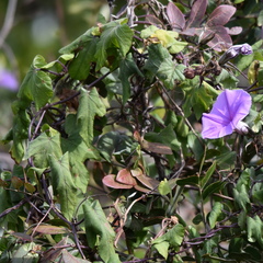 Ipomoea ficifolia