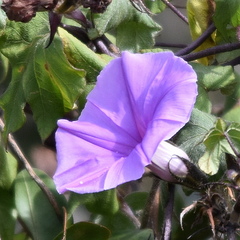 Ipomoea ficifolia