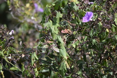 Ipomoea ficifolia