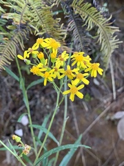 Senecio polyanthemoides