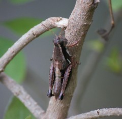 Phaedrotettix dumicola