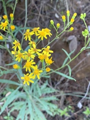 Senecio polyanthemoides