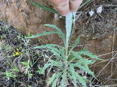 Senecio polyanthemoides