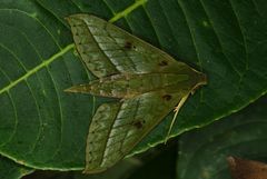 Xylophanes mirabilis