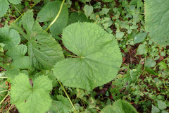 Ligularia stenocephala