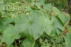 Ligularia stenocephala