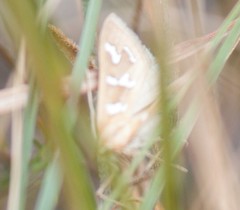 Diastictis