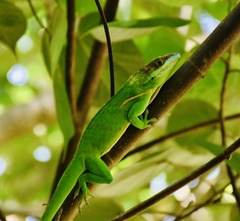Anolis smallwoodi