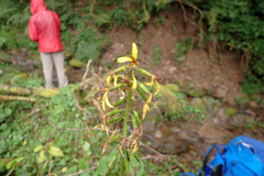Ligularia stenocephala
