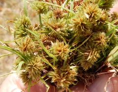 Cyperus squarrosus