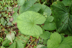 Ligularia stenocephala