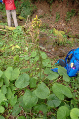 Ligularia stenocephala