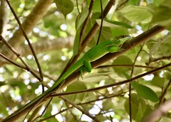 Anolis smallwoodi