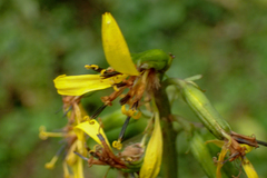 Ligularia stenocephala