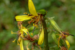 Ligularia stenocephala