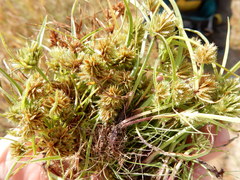 Cyperus squarrosus