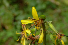 Ligularia stenocephala