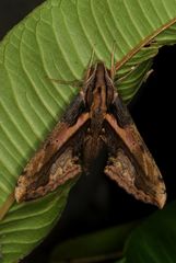 Xylophanes ceratomioides