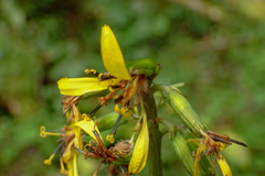 Ligularia stenocephala