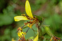 Ligularia stenocephala