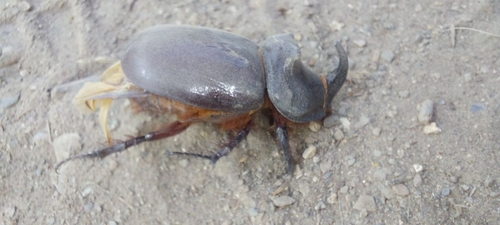 European Rhinoceros Beetle