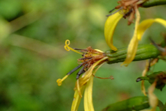 Ligularia stenocephala