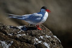 South American Tern photo 5