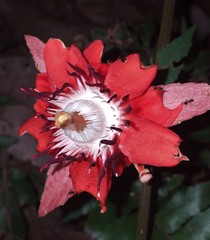 Passiflora miniata