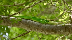 Anolis smallwoodi